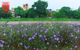 Đẹp ngỡ ngàng với con đường hoa tím bên dòng sông Tô Lịch